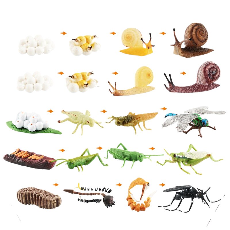 Insect Life Cycle Model Manufacturer - Lelewu Simulation Dragonfly Snail Grasshopper Mosquito Growth Science Education Decoration