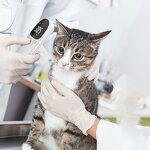 Pet Thermometer - Animal Temperature Measuring Ear Non Contact Electronic Device