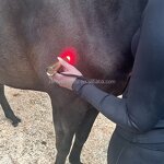 Red Light Therapy Torch Manufacturer - New 5 Wavelength for Dogs Horse LED Physiotherapy Pain Relief