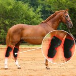 Knee Therapy Wrap Manufacturer - Customizable 3-in-1 Rechargeable for Horse Pet 660nm 850nm Infrared Equine Hock Physiotherapy