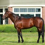 Horse Leg Hoof Therapy Manufacturer - 2025 Portable LED Red Light Infrared 660nm 850nm Built-In Battery for Knee Care