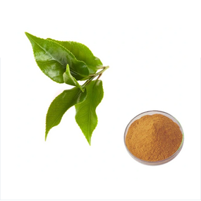Artichoke Extract Powder - Cynara Scolymus 5% Chlorogenic Acid Plant Extract