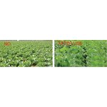 NPK Granular Fertilizer Manufacturer - High Effect 100% Organic Plant Source for Vegetable Fruit