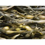 Seaweed Extract Liquid Fertilizer Manufacturer - High Effect Factory Quality