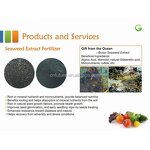 Seaweed Extract Powder Manufacturer - 100% Organic Fertilizer