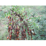 Organic Pesticide Manufacturer - Pesticides Insecticide