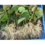 Bio Bacteria Fertilizer Manufacturer - 100% Organic Granular for Root