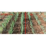 Humic Acid Flakes Manufacturer - New Arrival Factory 98% Super Potassium F Humate