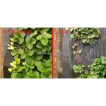 Seaweed Powder Extract Manufacturer - HB High Effect Factory Product Kelpbextract