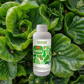 Amino Acid Fertilizer Manufacturer - with Micro Nutrients Mg Fe Cu Zn B Green Leaf Foliar