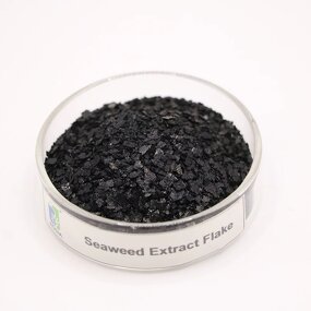 Seaweed Extract Powder Manufacturer - Organic Water Soluble Alga Biostimulant Humic Acid Enriched
