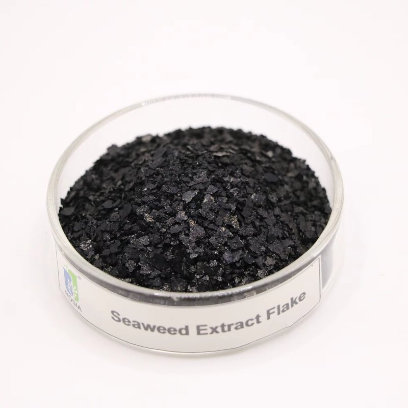 Seaweed Extract Powder Manufacturer - Organic Water Soluble Alga Biostimulant Humic Acid Enriched