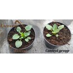 Humic Acid Powder Fertilizer - Everest Leonardite Enhance Disease Resistance Soil Conditioner