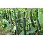 Compound Sodium Nitrophenolate - Shellight 98% TC Atonik Plant Growth Regulator