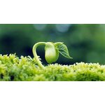 Compound Sodium Nitrophenolate - Shellight 98% TC Atonik Plant Growth Regulator