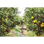 Compound Sodium Nitrophenolate - Shellight 98% TC Atonik Plant Growth Regulator