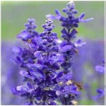 Lavender Oil - Nature Pure 45% Purity Essential Oil
