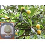 Ursolic Acid Powder - 25% Purity Raw Material