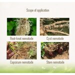 Paecilomyces Lilacinus - Biological Pesticide Nematodes Control Better Than Chemical