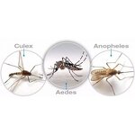 Bacillus Thuringiensis Israelensis Bti - 1200ITU/mg WP Kill Mosquitoes Larvae