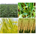 Abamectin Insecticide - Avermectin Acaricide CAS 71751-41-2 Pest Control