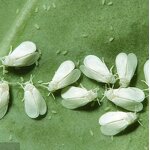 Emamectin Benzoate - 5% WDG New Tech Biological Insecticide CAS 155569-91-8