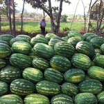 Seaweed Extract Powder - Alga Bio Organic Fertilizer for Agriculture