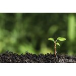 Paecilomyces Lilacinus - Biological Pesticide Nematodes Control Better Than Chemical