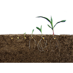 Trichoderma Harzianum Powder - Effective Solution to Soil-borne Diseases