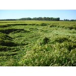 Bacillus Subtilis - CAS 68038-70-0 Biofertilizer Improve Soil Condition