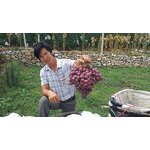 Prohydrojasmon Fertilizer - Hot Sales Fruit Coloring S-aba Succedaneum