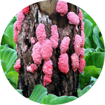 Tea Saponin Powder - 60% Plant Extract CAS 67-71-0 Turfgrass Fertilizer