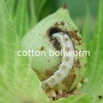 Bacillus Thuringiensis Kurstaki BTK - Bt CAS 68038-71-1 Lepidoptera Pesticide