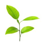 Organic Silicone Surfactant - Agricultural Spreading Penetration Adjuvant