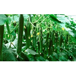 Folic Acid Powder - Folate VB9 Vitamin B9 Food Feed Grade