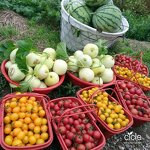 Mushroom Extract - Anti Tomato Pepper Cucumber Plant Virus