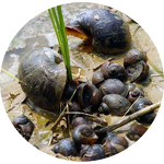 Tea Saponin Liquid - Organic Earthworm Fertilizer China Export Free Sample