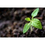 Abamectin TC - 95% Technical Powder CAS 71751-41-2 Good Insecticide