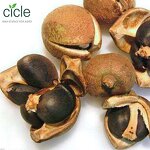 Tea Saponin Fertilizer - Earthworm Control Protect Golf Course Turf