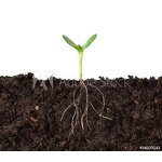 Potassium Humate Fertilizer - Auxin Plant Hormone Soil Conditioner