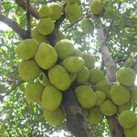 Compound Amino Acid Powder - 45% 100% Water Soluble Export Europe Fertilizer