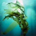 Seaweed Extract Powder - Ascophyllum 100% Soluble China Supplier Cheap Price