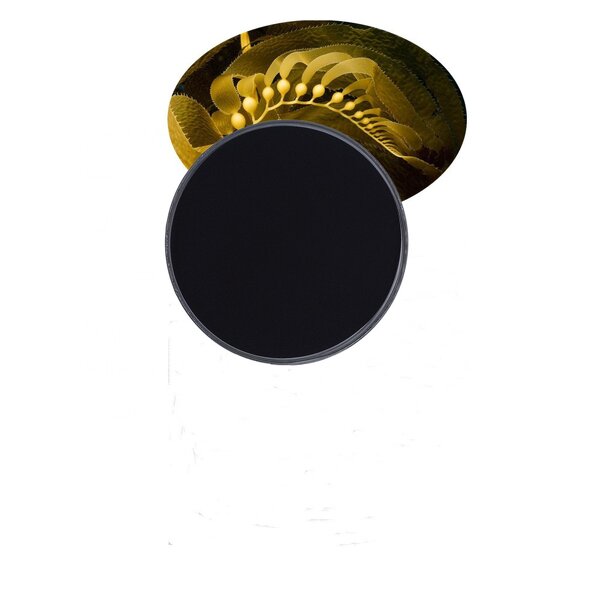 Seaweed Extract Liquid - Laminaria Sp Alga Nori Plant Growth Fertilizer