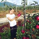 28-Homo-brassinolide - 0.1% DF New Tech Relieve Agrochemical Hazards