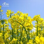 Compound Amino Acid Powder - 50% Yellow Animal Origin Plant Growth Enhancer