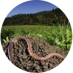 Tea Saponin Insecticide - Kill Ampullaria Gigas Rice Fields Free Sample