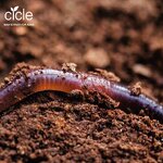 Tea Saponin Powder - 60% Kill Earthworm Environment Friendly Fertilizer