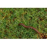 Tea Seed Pellet - Granular Meal Earthworm Control Fertilizer