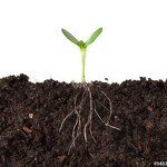 Seaweed Extract Liquid - Laminaria Sp Alga Nori Plant Growth Fertilizer