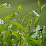 Tea Seed Saponin - Organic Agriculture Product Plant Extract